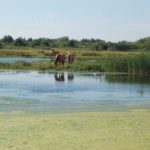 Balade en Henson dans le domaine du Marquenterre et sur la plage du Crotoy