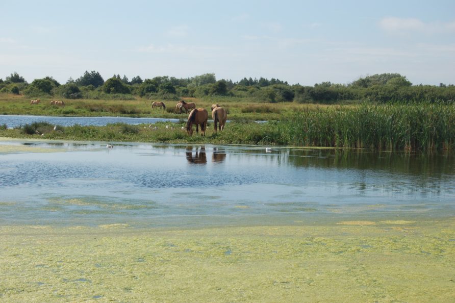 Balade en Henson dans le domaine du Marquenterre et sur la plage du Crotoy